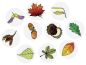 Preview: Leaf stamps set of 10