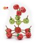 Preview: Apple Links