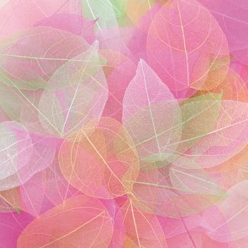 Preview: Real magnolia leaves 300 pcs