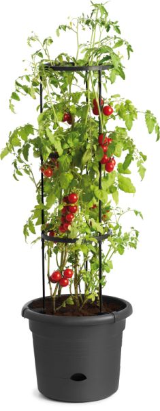 Tomato Pot