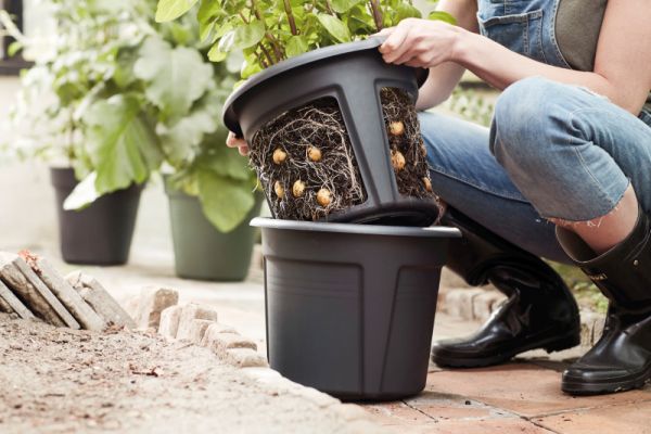 Potato Pot