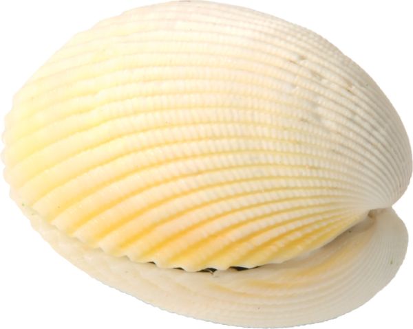 Magic shell
