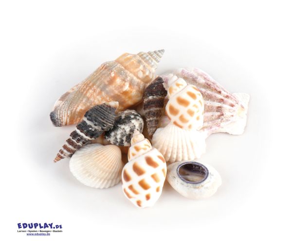 Shells in organza bag