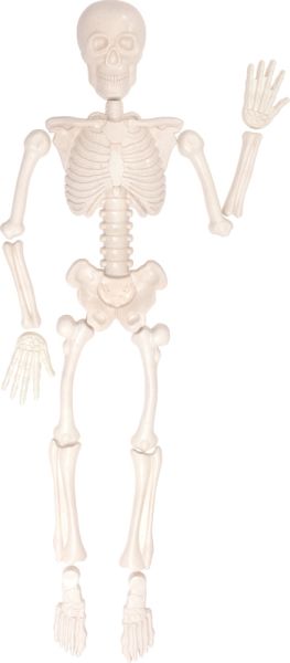 Sand Moulds Human Skeleton