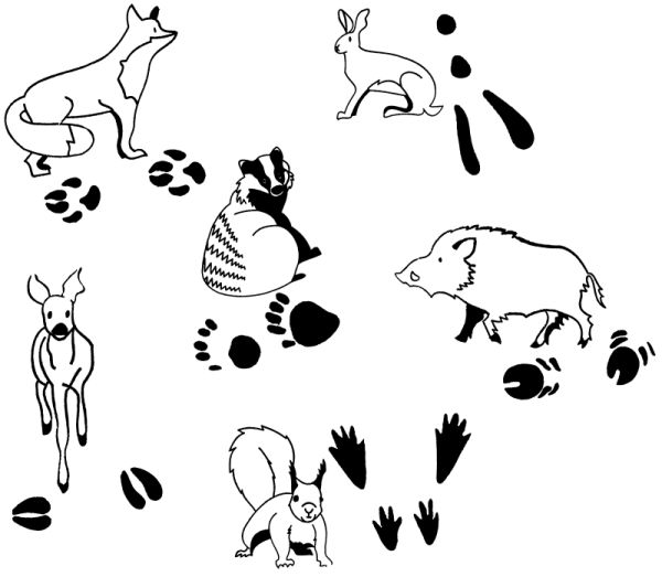 Stamps animal tracks set of 12