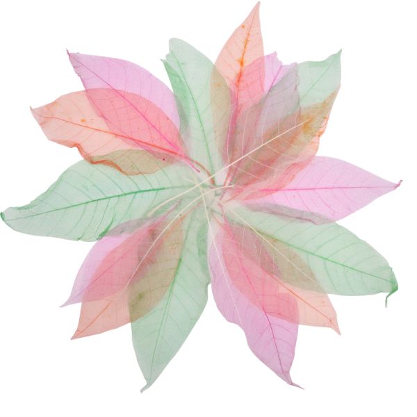 Skeleton Leaves (20)